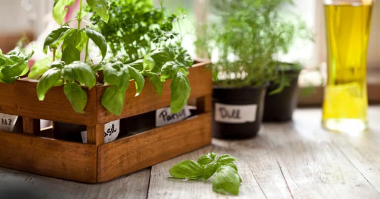 Should I Worry About Garden Plants Poisoning Kids And Pets?