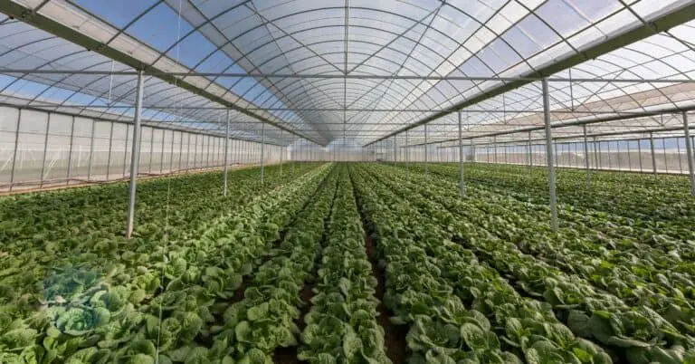 How To Heat A Greenhouse: Tips For Optimal Temperature Control