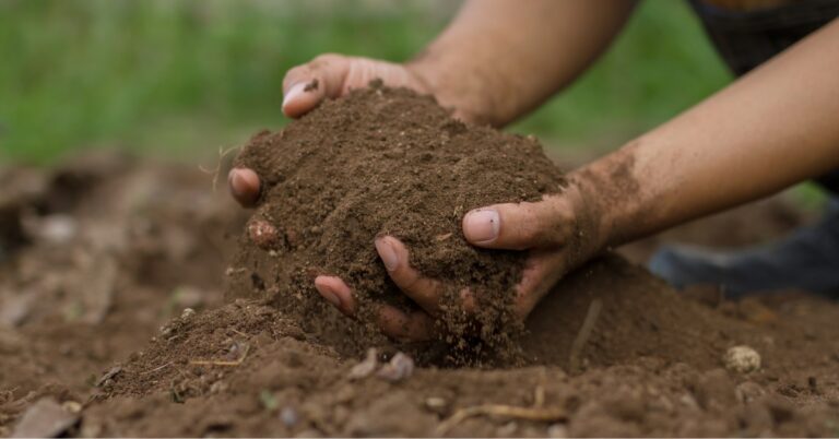 What’s The Best Soil To Use In A Garden?