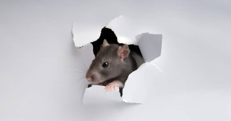 Best Rat Traps: Top Effective Solutions Reviewed