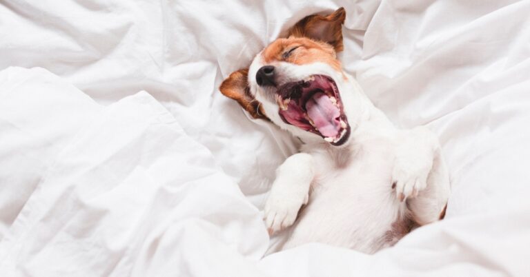 Best Outdoor Dog Beds: Durable Comfort For Pets