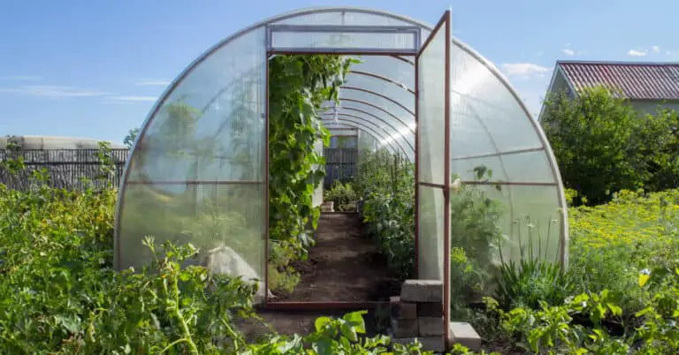 How To Choose The Best Greenhouse: Essential Tips