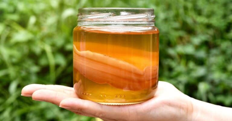 How To Drink Kombucha For Gut Health