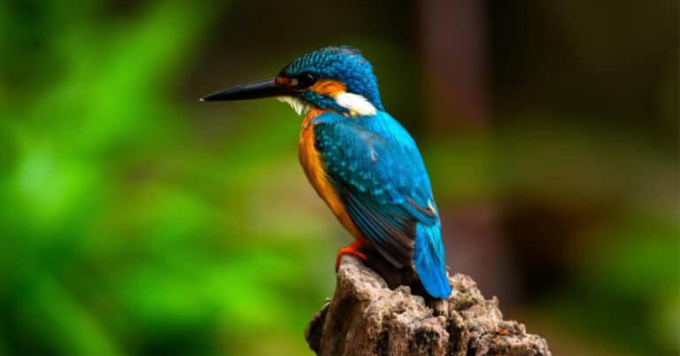 Random Bird Generator